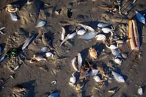 Photo of dozens of dead shellfish lying atop mud.