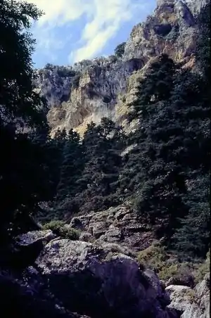 Pinsapoj en Sierra de las Nieves, Andaluzujo