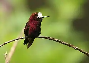 Neĝkapulo (Microchera albocoronata)