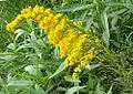 Solidago chilensis