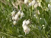 Tribo Sophoreae: Sophora secundiflora