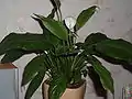 Spathiphyllum cochlearispathum