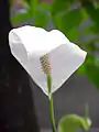 Spathiphyllum cochlearispathum