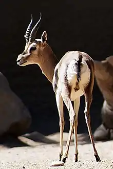 Speke's Gazelle (Gazella spekei) (5531902945).jpg