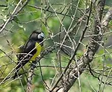 Spot-winged Grosbeak.JPG