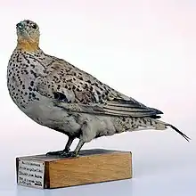 Spotted Sandgrouse.jpeg