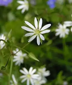 Stellaria graminea