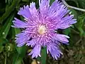 Stokesia laevis