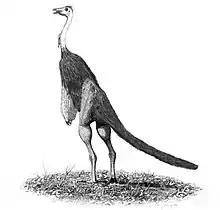 Strutomimo, Struthiomimus