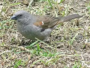 Svainsona pasero, en Debre Berhan, Etiopio