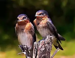 Paro de idoj de Aŭstralia hirundo Hirundo neoxena unu tagon post elnestiĝo.