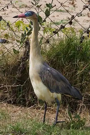 Fajfardeo, natura plenkreskulo en Punta del Este, Urugvajo