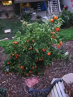 kultivata tanĝerina arbeto (Citrus tangerina) en ĝardeno