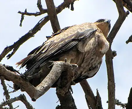 Nacia Parko Serengeti, Tanzanio