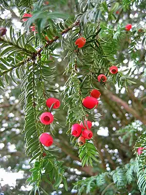 Taxus baccata