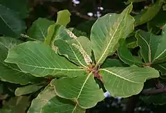 Terminalia catappa