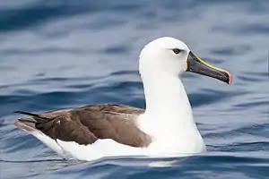 Hindoceana albatroso