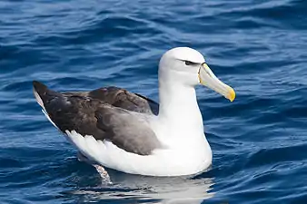 Singarda albatroso