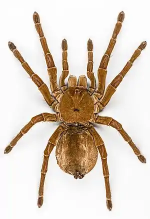 Theraphosa blondi