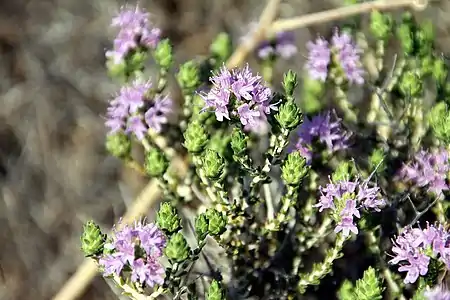 Timiano, samtempe spicherbo kaj kuracplanto, produktas valorajn terpenojn