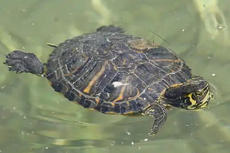 Trachemys scripta