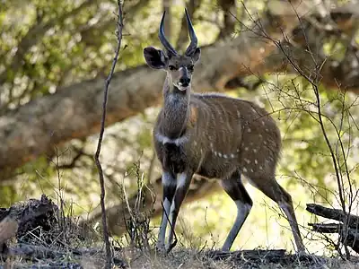 Tragelaphus scriptus (angle BushBuck) - la kontraŭlumo ekvilibrigas la kontraston en la lumigado kaj rezultigas unuforman aspekton