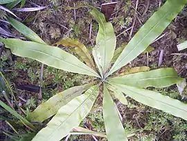 Triphyophyllum peltatum