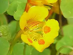 Tropaeolum minus