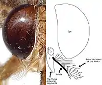 Foto kaj diagramo de la kapo de ceceo montranta la branĉajn harojn de la antenaj aristoj.