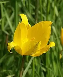 La arbara tulipo (Tulipa sylvestris), floro.