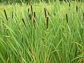 Typha latifolia