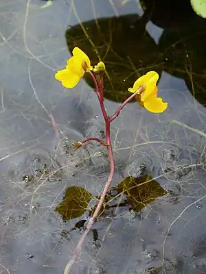 ordinara utrikulario (Utricularia vulgaris)