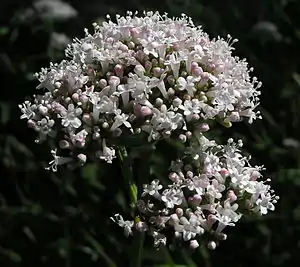 Valeriana officinalis