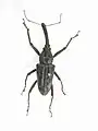 Vanapa oberthuri