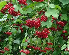 frukto de Viburnum opulus