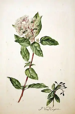 Viburnum tinus laŭ Jacob van Huysum.