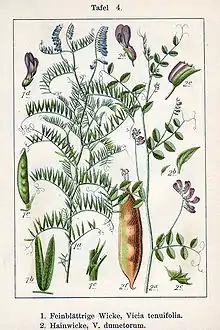 Vicia spp Sturm4.jpg