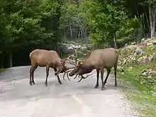 Du kanadcervoj okupiĝas pri riteca batalo dum la sezono de seksardo.