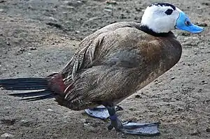 Masklo de Blankakapa anaso, Oxyura leucocephala