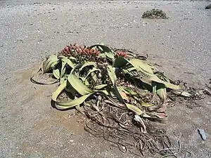 Welwitschia mirabilis