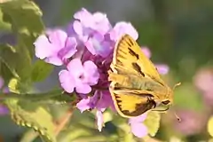 vira papilio de la specio Polites vibex