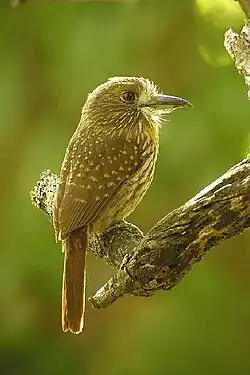 Panama gonflobirdoMalacoptila panamensis