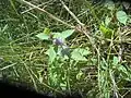 Mentha canadensis