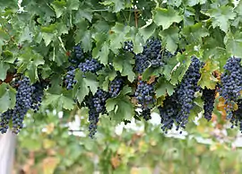 vina vito (Vitis vinifera)