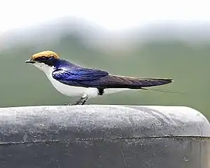 Dratvosta hirundo, plenkreskulo de subspecio Hirundo smithii smithii