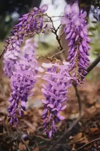 floranta Wisteria