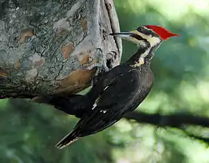 Blankvizaĝa driokopo, (Dryocopus pileatus)