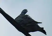 A Woodpigeon on a telephone line.