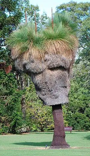 Xanthorrhoea malacophylla