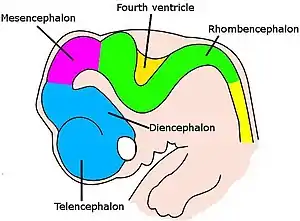 Very simple drawing of the front end of a human embryo, showing each vesicle of the developing brain in a different color.